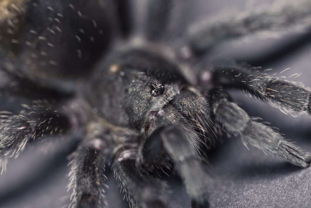 Tarantola nera brasiliana