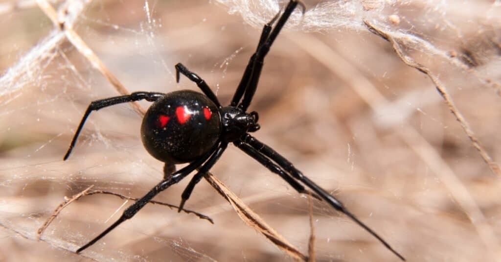 Gli animali più letali d'America