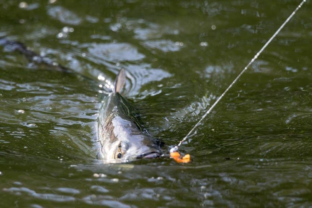 Tarpon che salta, combattendo con un pescatore