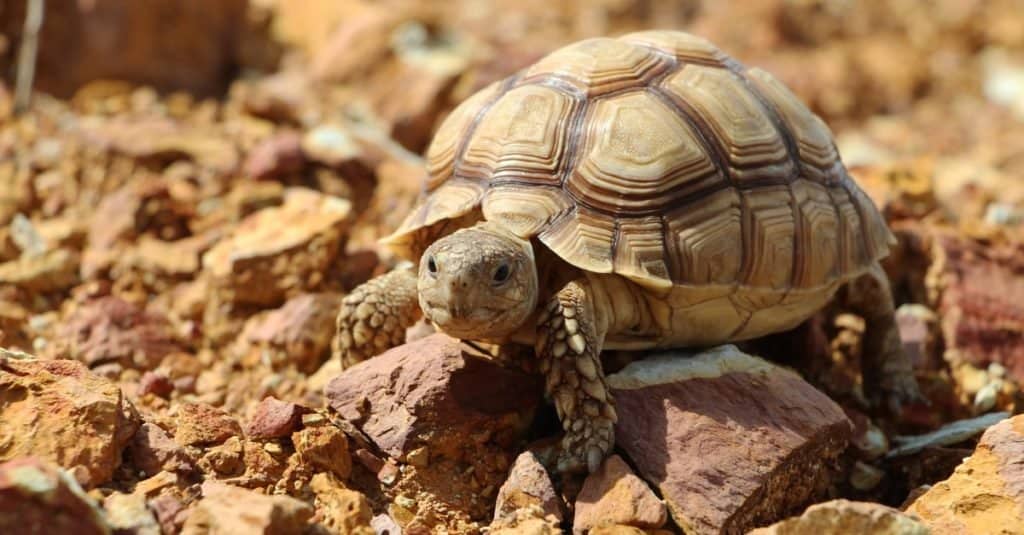 Sulcata Tartaruga nel deserto africano, camminando sulle rocce.