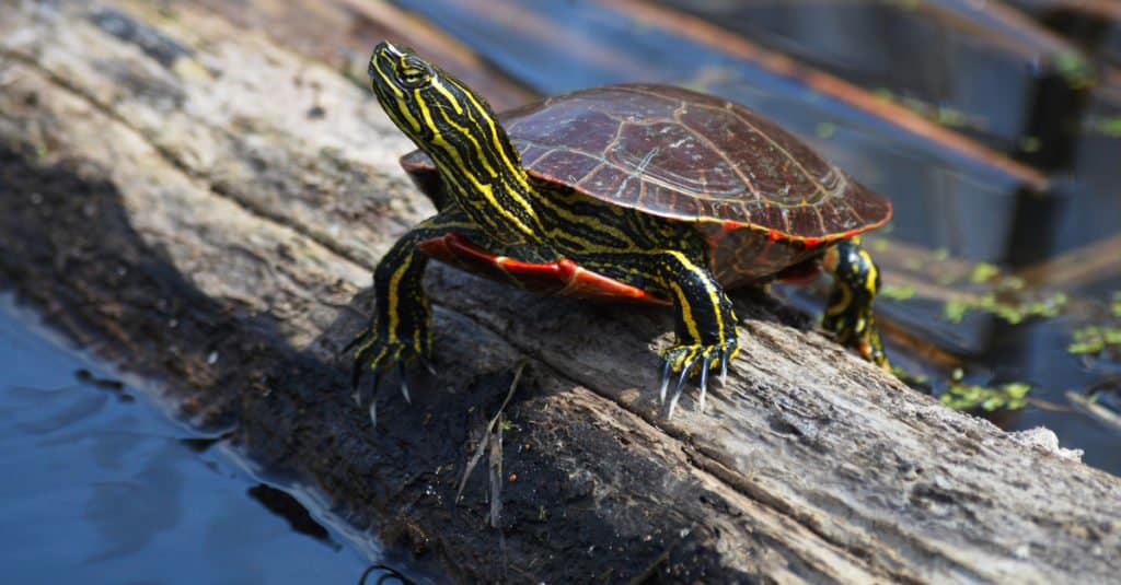Tartaruga dipinta seduta su un ceppo vicino all'acqua.