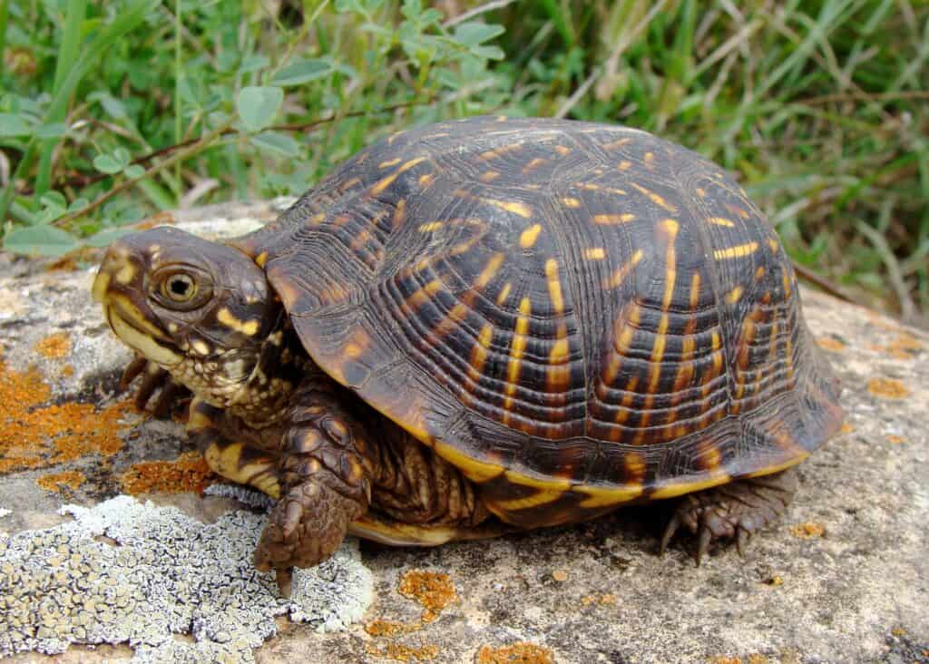 Tartaruga scatola decorata
