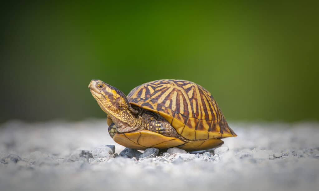 Tartaruga scatola della Florida (Terrapene carolina bauri)