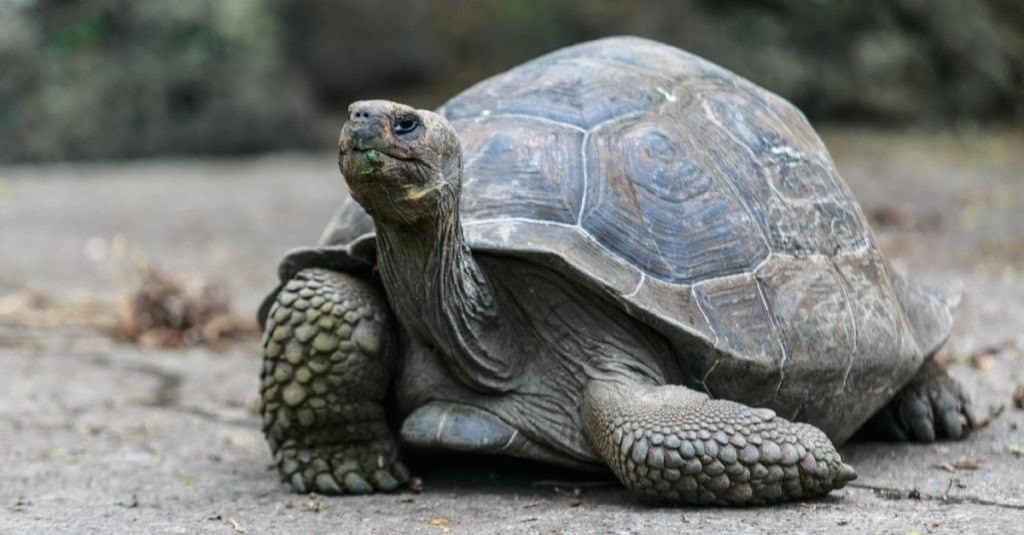 Tartaruga delle Galapagos nella riserva delle tartarughe sull'isola Floreana