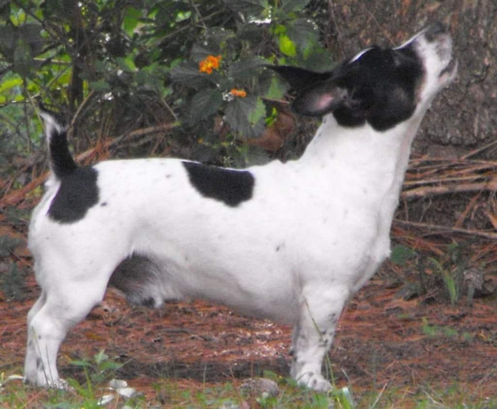 Maschio adulto Teddy Roosevelt Terrier
