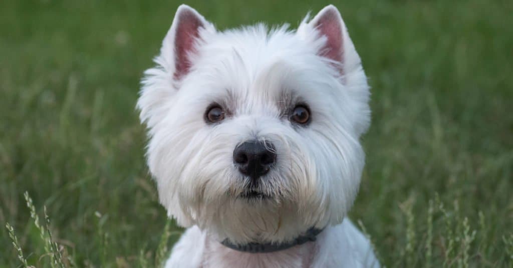 West Highland Terrier posa nell'erba in un parco
