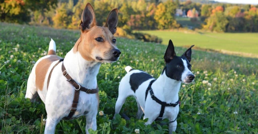 Avviso Rat Terrier fuori nel campo