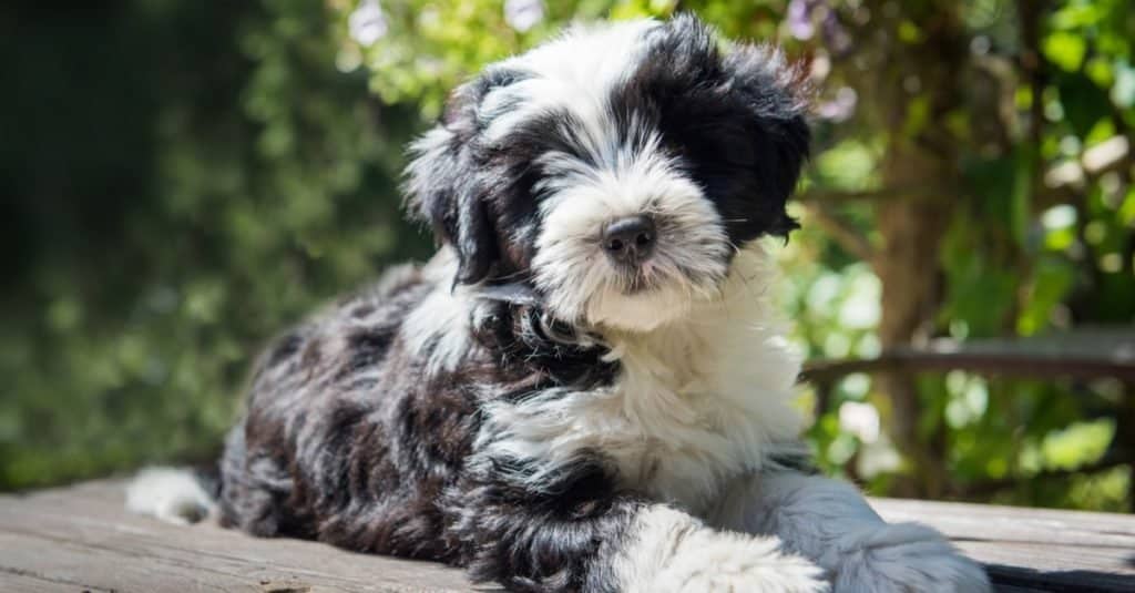 Il cucciolo di cane Tibetan Terrier è seduto sul tavolo