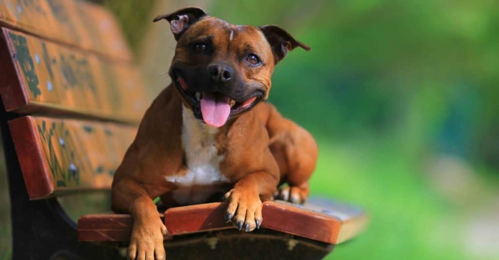 Staffordshire bull terrier sdraiato su una panchina