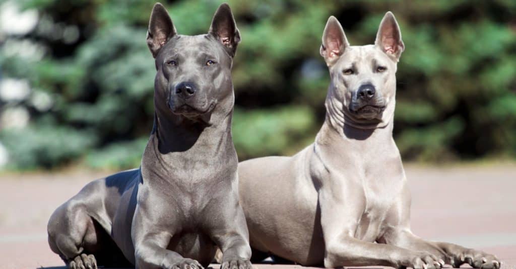 Due cani Thai Ridgeback sdraiati fuori in giardino.