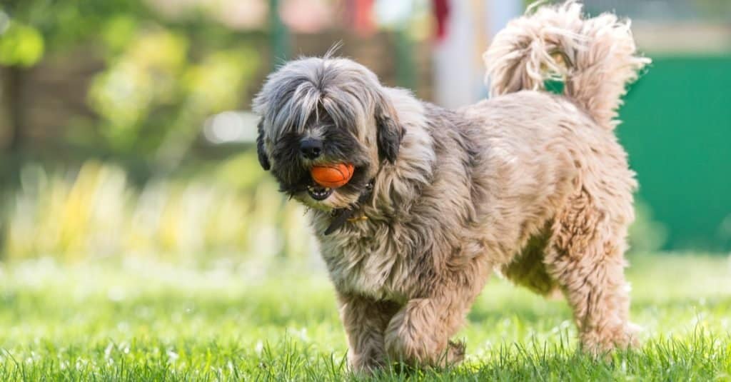 Terrier tibetano che gioca con una palla