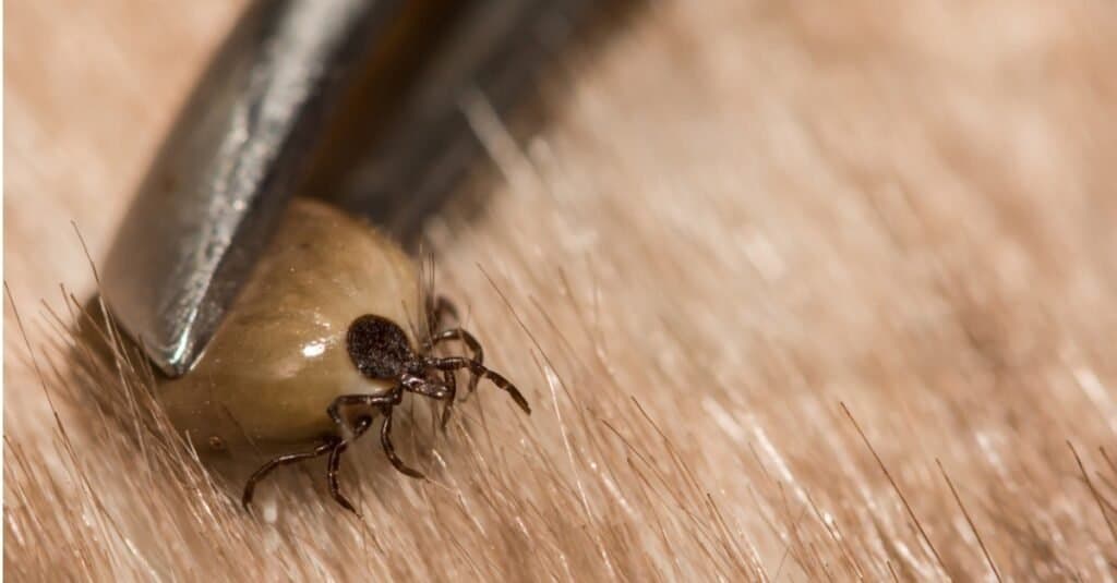 Femmina Deer Tick rimossa da un ospite accidentale.