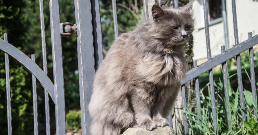 Gatto Tiffany grigio a pelo lungo che si rilassa in giardino in una giornata di sole.