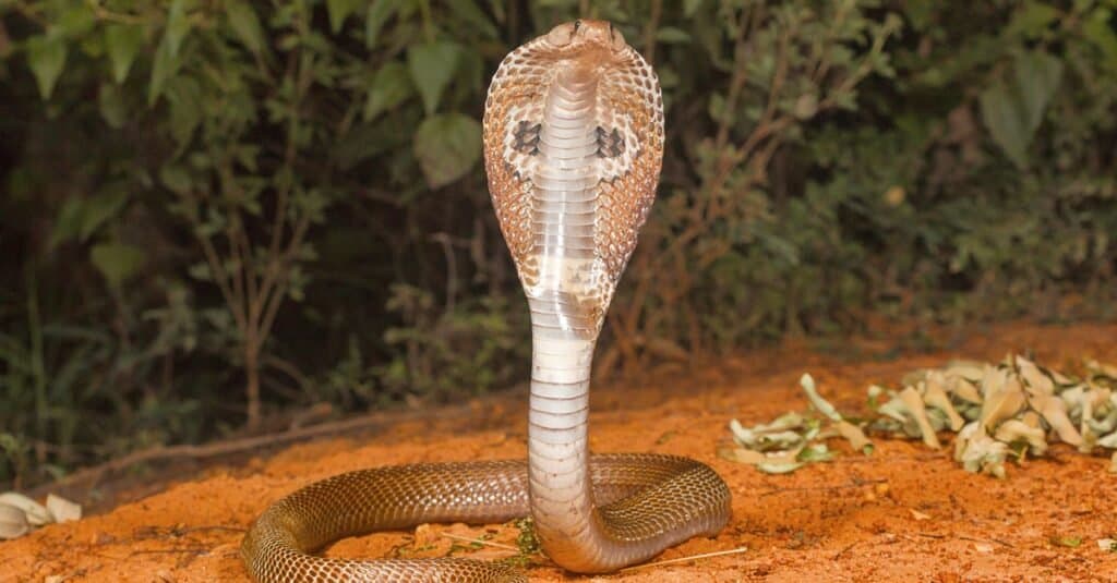 L'animale più mortale del mondo: i serpenti
