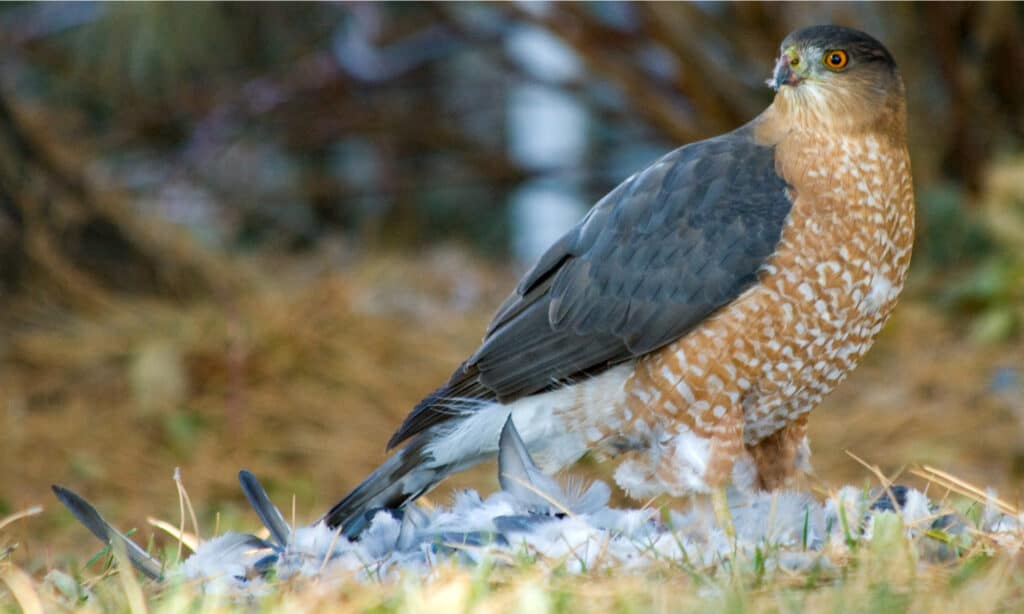falco di bottaio contro falco stinto acuto