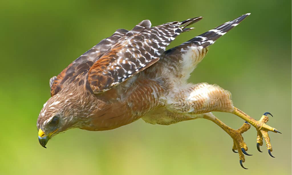 falco dalle spalle rosse vs falco di bottaio
