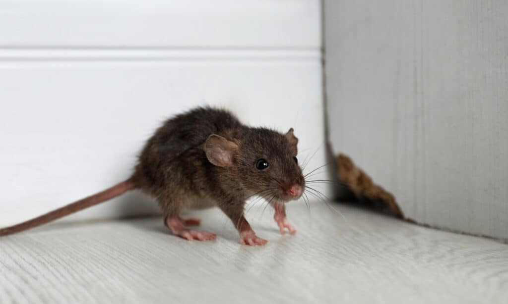 Piccolo ratto grigio vicino al muro bianco danneggiato