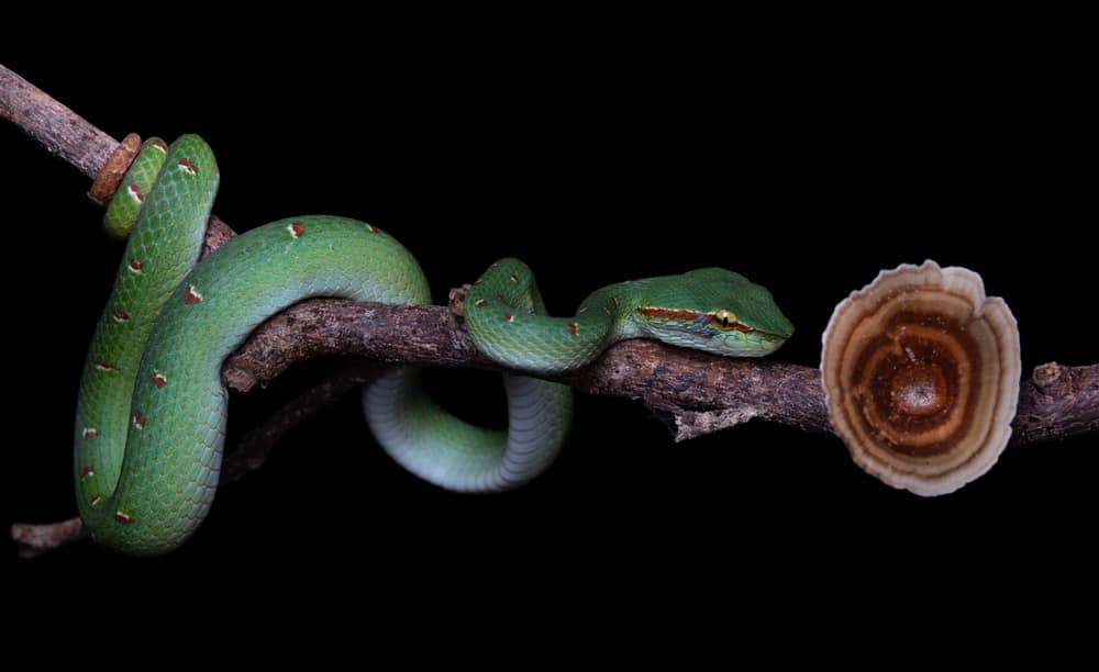 Vipera della palma di Wagler