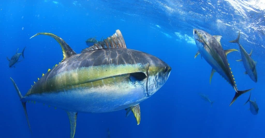 Tonno pinna gialla in mare aperto in acque cristalline