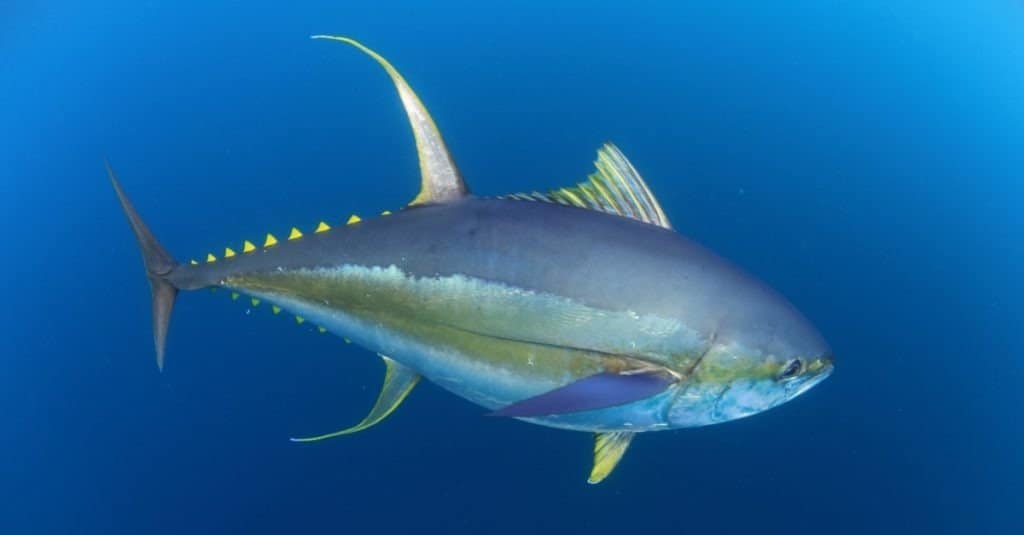 Tonno pinna gialla in mare aperto in acque cristalline