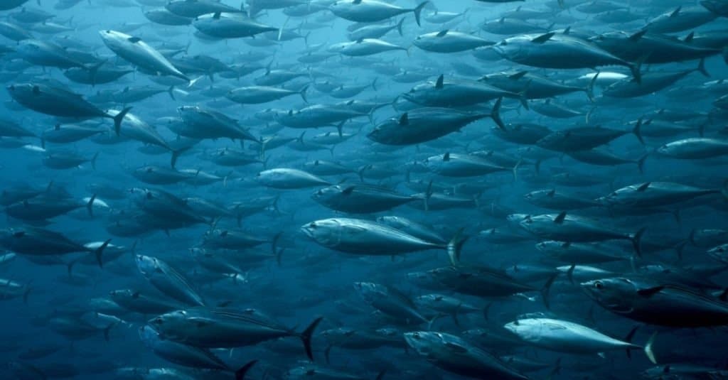 Scuola di striato nero alle Galapagos