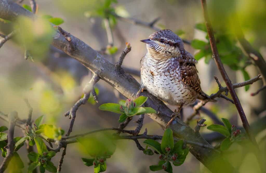 Torcicollo