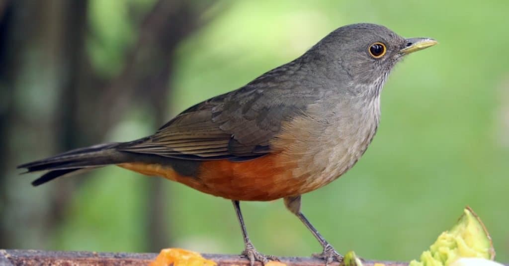 Bellissimo uccello tordo dal ventre rossiccio (Turdus rufiventris) seduto su un albero.