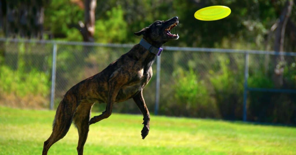 treeing tennessee tigrato che salta per un frisbee