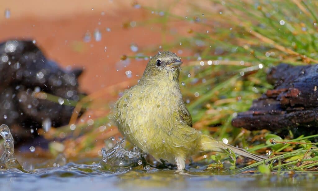 Trillo dalla corona arancione (Leiothlypis celata), Texas, USA.  L'habitat tipico di questa silvia sono boschetti arbustivi o fitti boschi.