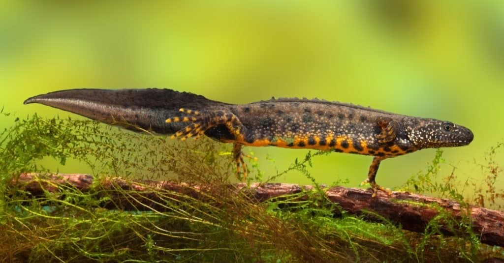 grande tritone crestato o drago d'acqua in stagno d'acqua dolce specie in via di estinzione e protetta.  Animale per la conservazione della natura, maschio riproduttore