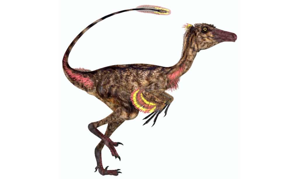 Illustrazione 3D di un troodon su sfondo bianco