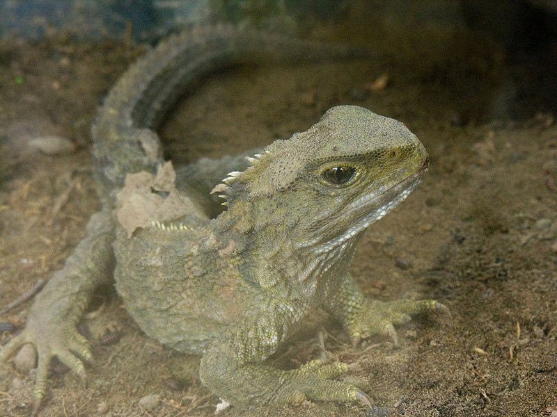 tuatara (Sphenodon punctatus) tuatara da vicino