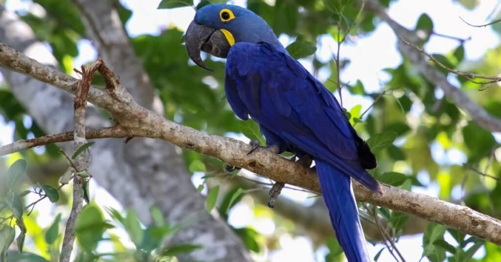 Tucano contro pappagallo