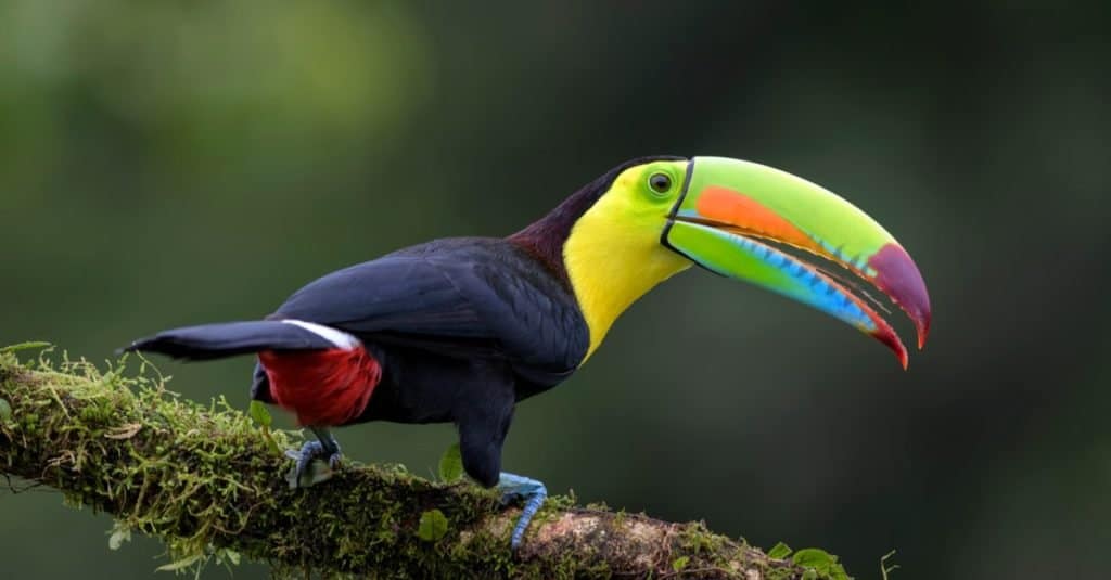 Tucano dal becco a chiglia - Ramphastos sulfuratus, grande tucano colorato della foresta del Costa Rica