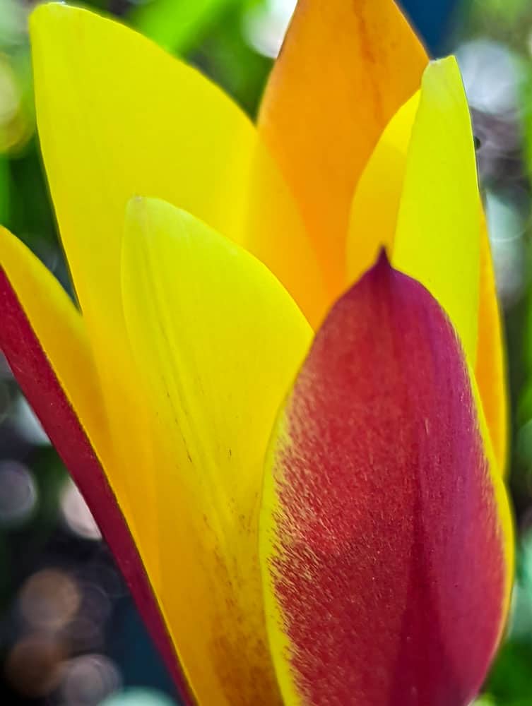 Signora Tulipano