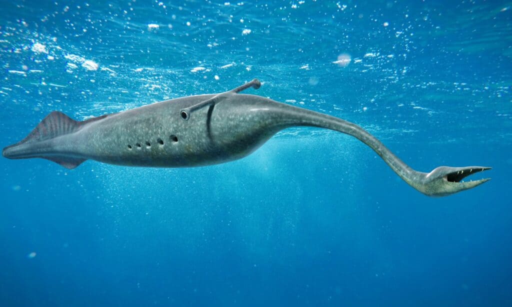 Raffigurazione di un mostro di Tully in acqua