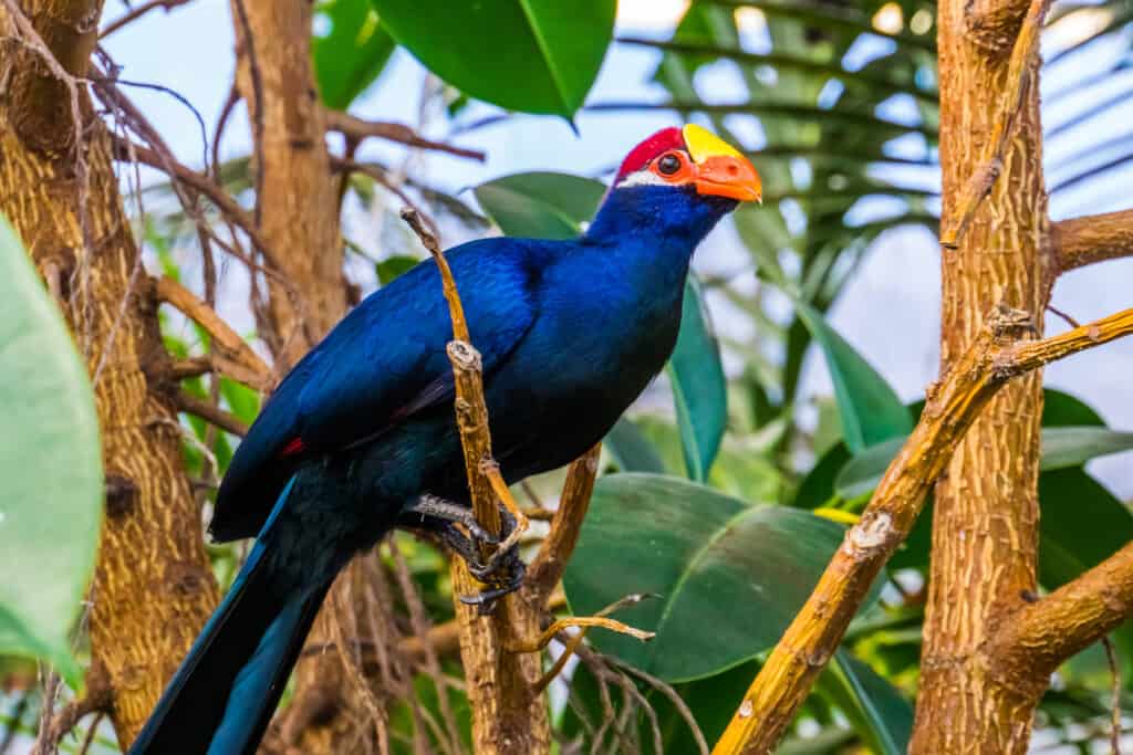 I Turaco sono disponibili in una varietà di colori dal blu, verde e viola con il rosso sulle piume.