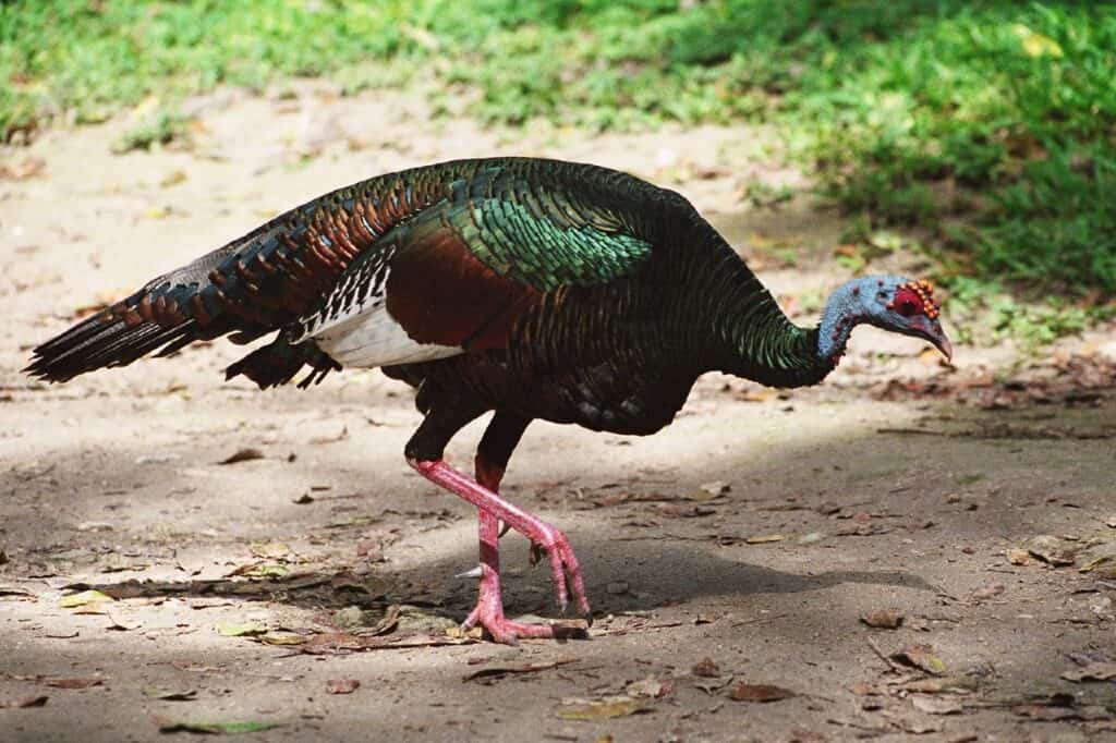 Turchia ocellata