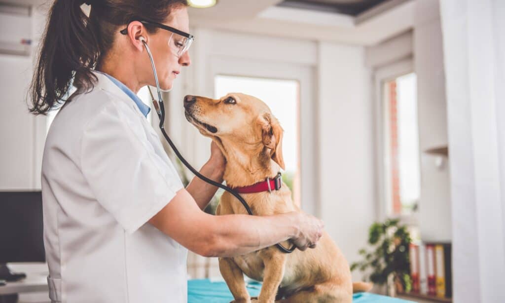 costo assicurazione cane