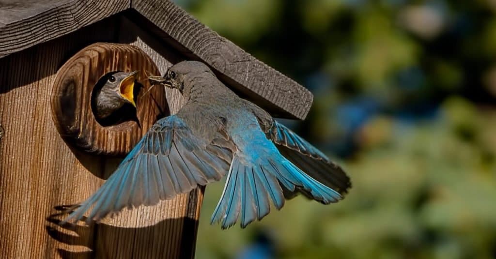 Maschio Bluebird di montagna che alimenta un cucciolo.