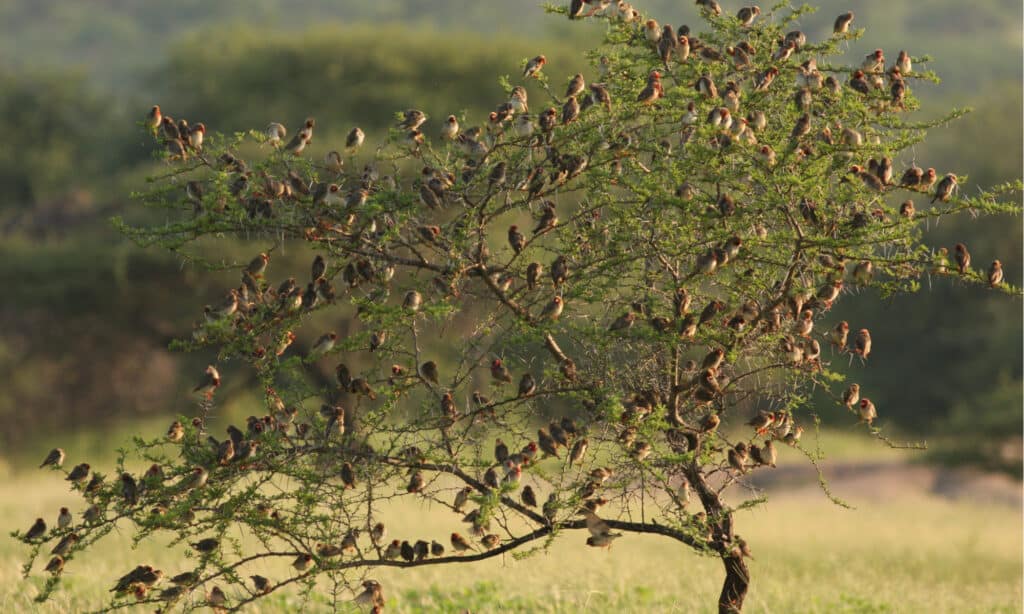 Gregge di Quela dal becco rosso in un albero.  Questi sono uccelli altamente sociali che si radunano in uno stormo.
