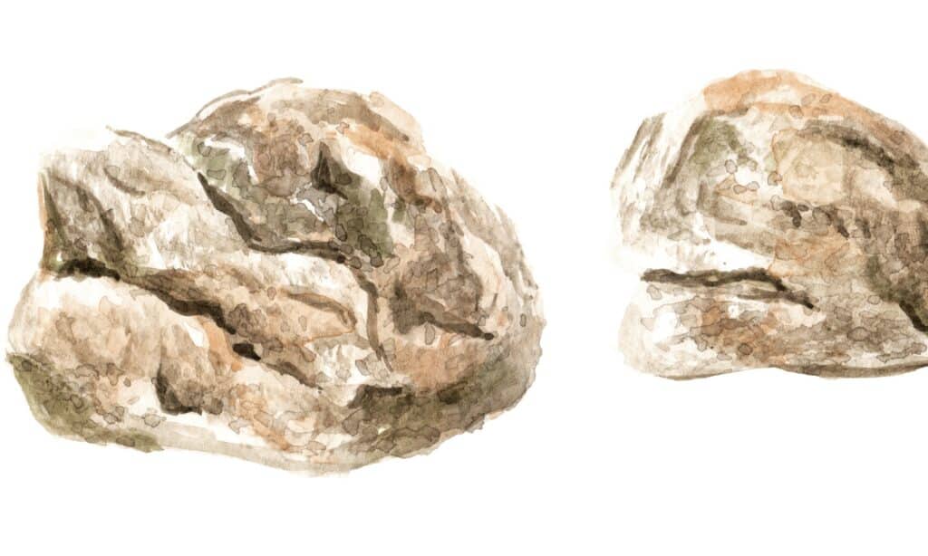 Ambergris, ambergrease, ambre gris o gray amber