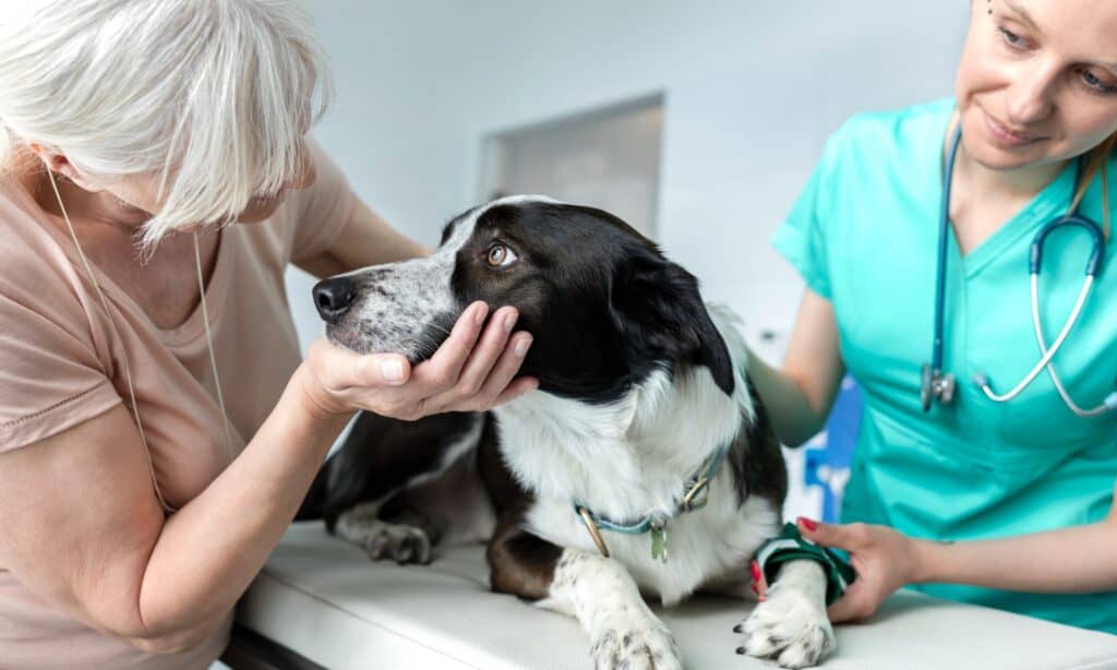 I cani possono perdere la voce?  cane dal veterinario