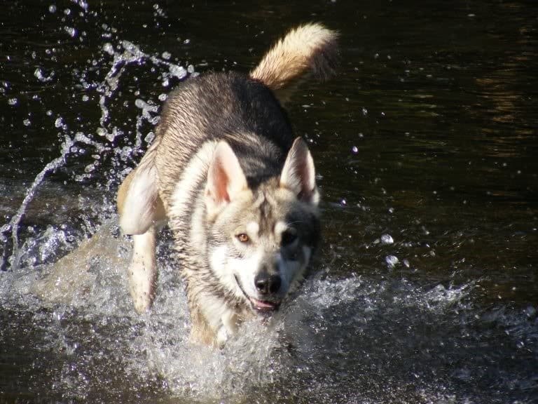 Cane utonagan che corre attraverso l'acqua