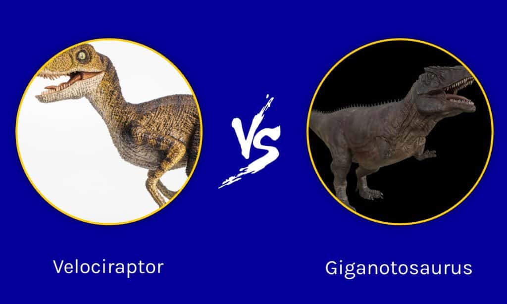 Velociraptor vs Giganotosauro