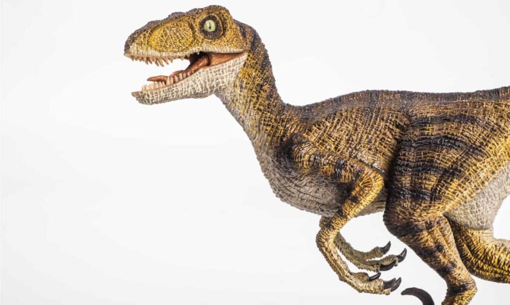 il velociraptor aveva un'energia elevata