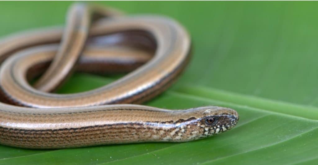 Il verme lento si crogiola su una foglia di banana verde