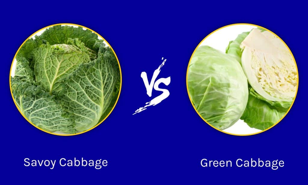 Verza vs Cavolo Verde