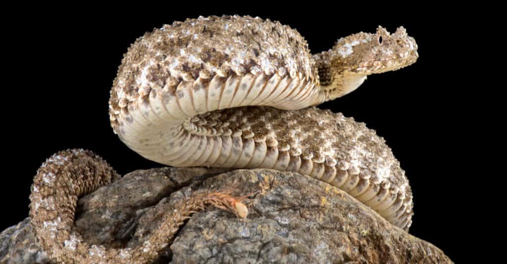 La colorazione della vipera cornuta coda di ragno dipende dalla località in cui si trova, ma generalmente hanno squame bruno-grigiastre.