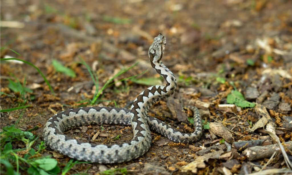 La dimensione della vipera dalle corna nasali varia da due piedi a poco più di tre piedi di lunghezza.